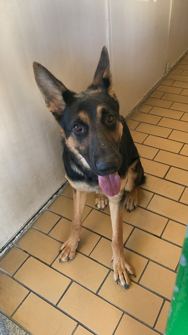 Schäferhund-Rüde