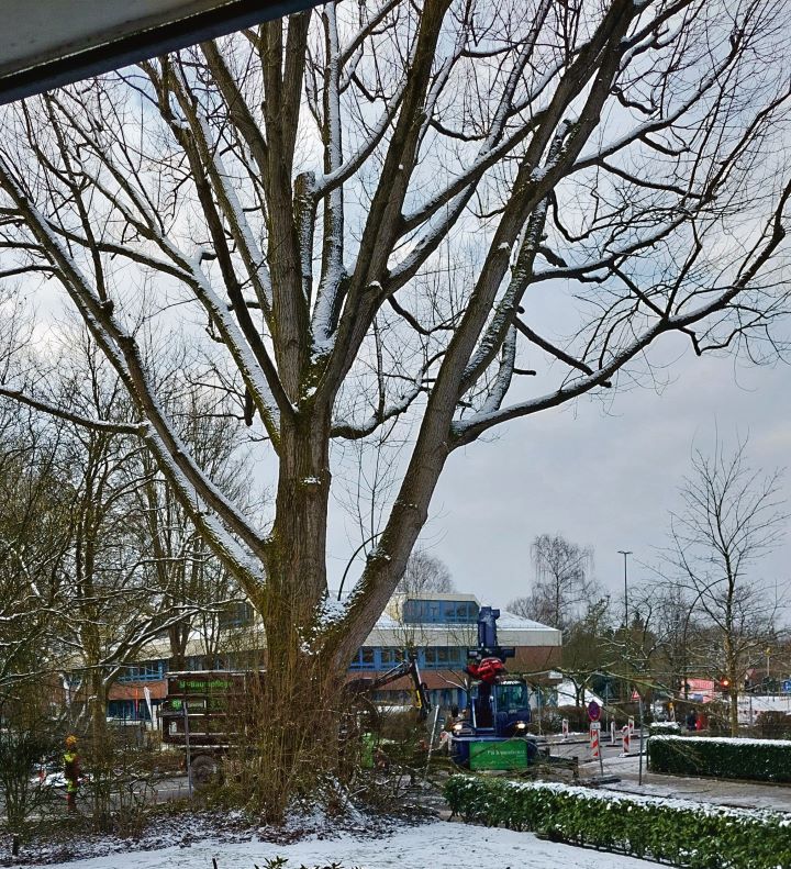 Die Pappel im Winter